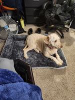 Goldendoodle Puppies for sale in 7425 W 81st Ave, Arvada, CO 80003, USA. price: $300
