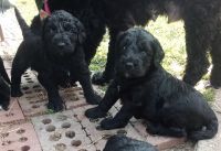 Goldendoodle Puppies for sale in Fort Wayne, IN, USA. price: $500