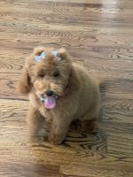 Goldendoodle Puppies for sale in Freeport, NY 11520, USA. price: $1,500