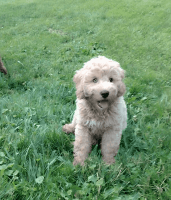 Goldendoodle Puppies for sale in Wilmot, OH 44689, USA. price: $500