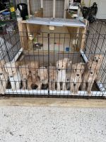 Goldendoodle Puppies for sale in Lucas, TX, USA. price: $2,000