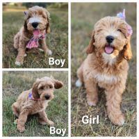 Goldendoodle Puppies for sale in Minneapolis, MN, USA. price: $1,250