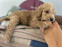 Goldendoodle Puppies for sale in Mt Vernon, OH 43050, USA. price: $550