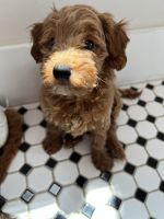 Goldendoodle Puppies for sale in Edmond, OK 73034, USA. price: $2,500