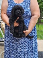 Goldendoodle Puppies for sale in Grosse Ile Township, MI, USA. price: $90,000