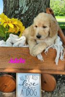 Goldendoodle Puppies for sale in Franklin, IN 46131, USA. price: $1,500