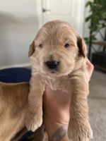 Goldendoodle Puppies for sale in Grand Junction, CO, USA. price: $1,500