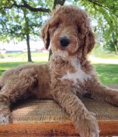 Goldendoodle Puppies for sale in Galt, MO 64641, USA. price: $1,750