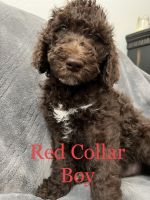 Goldendoodle Puppies for sale in Allen, TX 75013, USA. price: $12,001,800