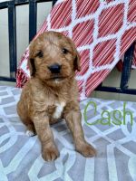Goldendoodle Puppies for sale in North Lawrence, OH 44666, USA. price: $1,000
