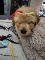 Goldendoodle Puppies for sale in Wayland, MI 49348, USA. price: $60,000