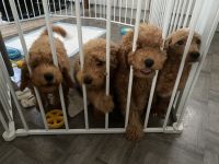Goldendoodle Puppies for sale in Naugatuck, CT 06770, USA. price: $1,200