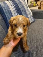 Goldendoodle Puppies for sale in West Bloomfield Township, MI 48322, USA. price: $1,500