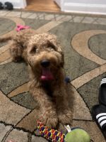 Goldendoodle Puppies for sale in Brooklyn, NY, USA. price: $1,500