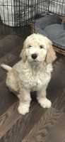 Goldendoodle Puppies for sale in Norwalk, CA 90650, USA. price: $2,500