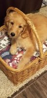Goldendoodle Puppies for sale in Menifee, CA, USA. price: $190,000