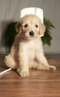 Goldendoodle Puppies for sale in Portland, OR 97220, USA. price: $850