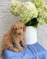 Goldendoodle Puppies for sale in Kansas City, MO, USA. price: $2,500