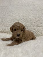 Goldendoodle Puppies for sale in Ironton, MO 63650, USA. price: $1,500