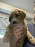 Goldendoodle Puppies for sale in Portage, IN, USA. price: $600