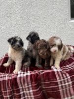 Goldendoodle Puppies for sale in 1006 Cannes Dr, Kissimmee, FL 34759, USA. price: $1,000