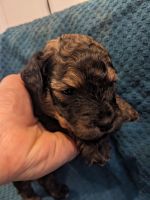 Goldendoodle Puppies for sale in Southern Oregon, OR, USA. price: $800
