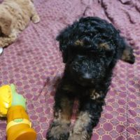 Goldendoodle Puppies for sale in Fort Worth, TX, USA. price: $600