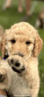 Goldendoodle Puppies for sale in Southern Oregon, OR, USA. price: $1,000