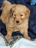 Goldendoodle Puppies for sale in Battle Lake, MN 56515, USA. price: $700