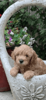 Goldendoodle Puppies for sale in Blue Springs, MO, USA. price: $1,500
