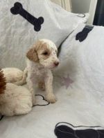 Goldendoodle Puppies for sale in New Haven, CT, USA. price: $1,500