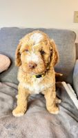 Goldendoodle Puppies for sale in Newport Beach, CA, USA. price: $3,000