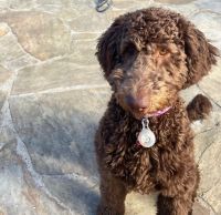 Goldendoodle Puppies for sale in Dallas, TX, USA. price: $3,000