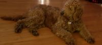 Goldendoodle Puppies for sale in Cleveland, OH, USA. price: NA