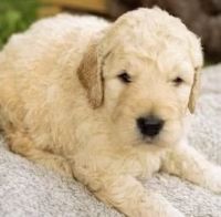 Goldendoodle Puppies for sale in Kittanning, PA 16201, USA. price: NA