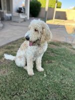 Goldendoodle Puppies for sale in Mesa, AZ, USA. price: $750