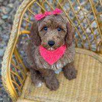 Goldendoodle Puppies for sale in Fort Worth, TX, USA. price: $1,300