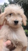Goldendoodle Puppies for sale in Midlothian, VA, USA. price: $980