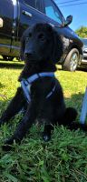 Goldendoodle Puppies for sale in Midlothian, VA, USA. price: $980