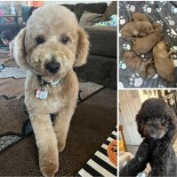 Goldendoodle Puppies for sale in Pueblo, CO, USA. price: $1,500