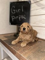 Goldendoodle Puppies for sale in Conway, MO 65632, USA. price: $500