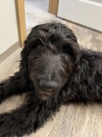 Goldendoodle Puppies for sale in Maple Valley, WA 98038, USA. price: $70,000