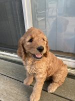 Goldendoodle Puppies for sale in Rockton, IL, USA. price: $1,500