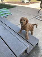 Goldendoodle Puppies for sale in Rockton, IL, USA. price: $1,500