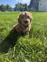 Goldendoodle Puppies for sale in Oak Creek, WI 53154, USA. price: $1,000