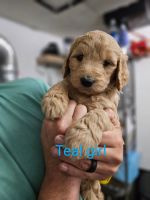 Goldendoodle Puppies for sale in Woodland Park, CO 80863, USA. price: NA