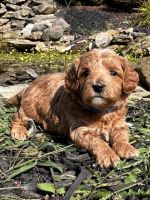 Goldendoodle Puppies for sale in East Canton, OH 44730, USA. price: $1,395