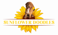 Goldendoodle Puppies for sale in Kansas City, KS, USA. price: NA
