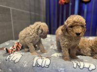 Goldendoodle Puppies for sale in San Francisco Bay Area, CA, USA. price: $3,500