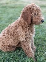 Goldendoodle Puppies for sale in Yucaipa, CA, USA. price: $1,700